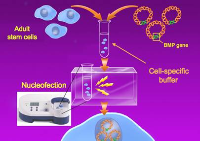 Nucleofunction of Adult Stem Cells